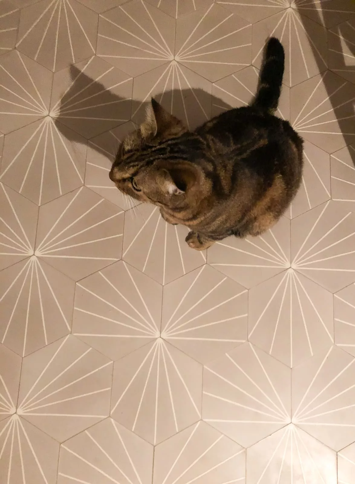 Zementfliese N° 600852