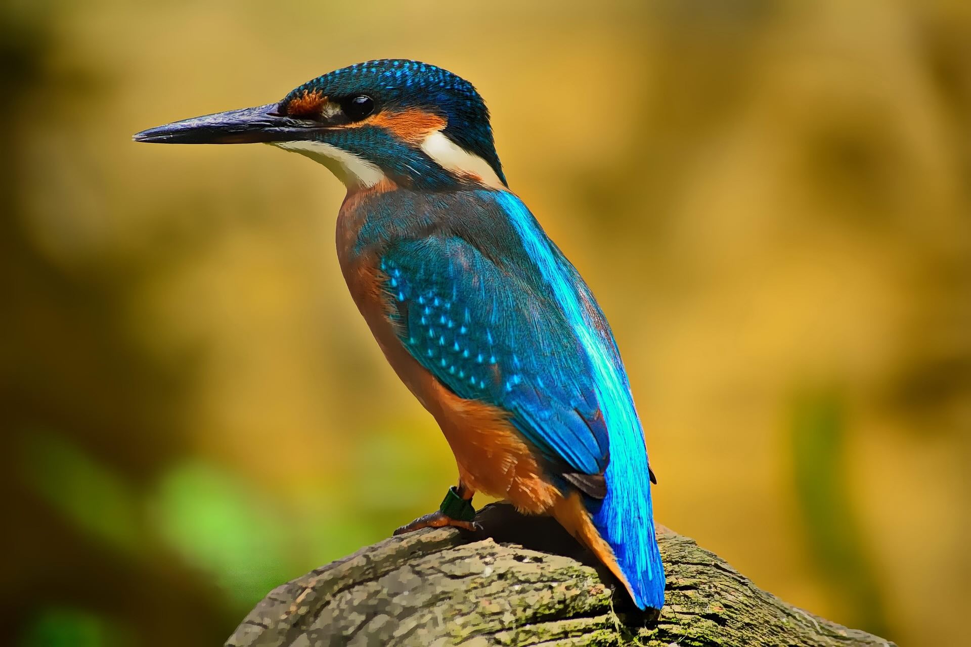 Eisvogel_Kreidefarbe_Kingfisher