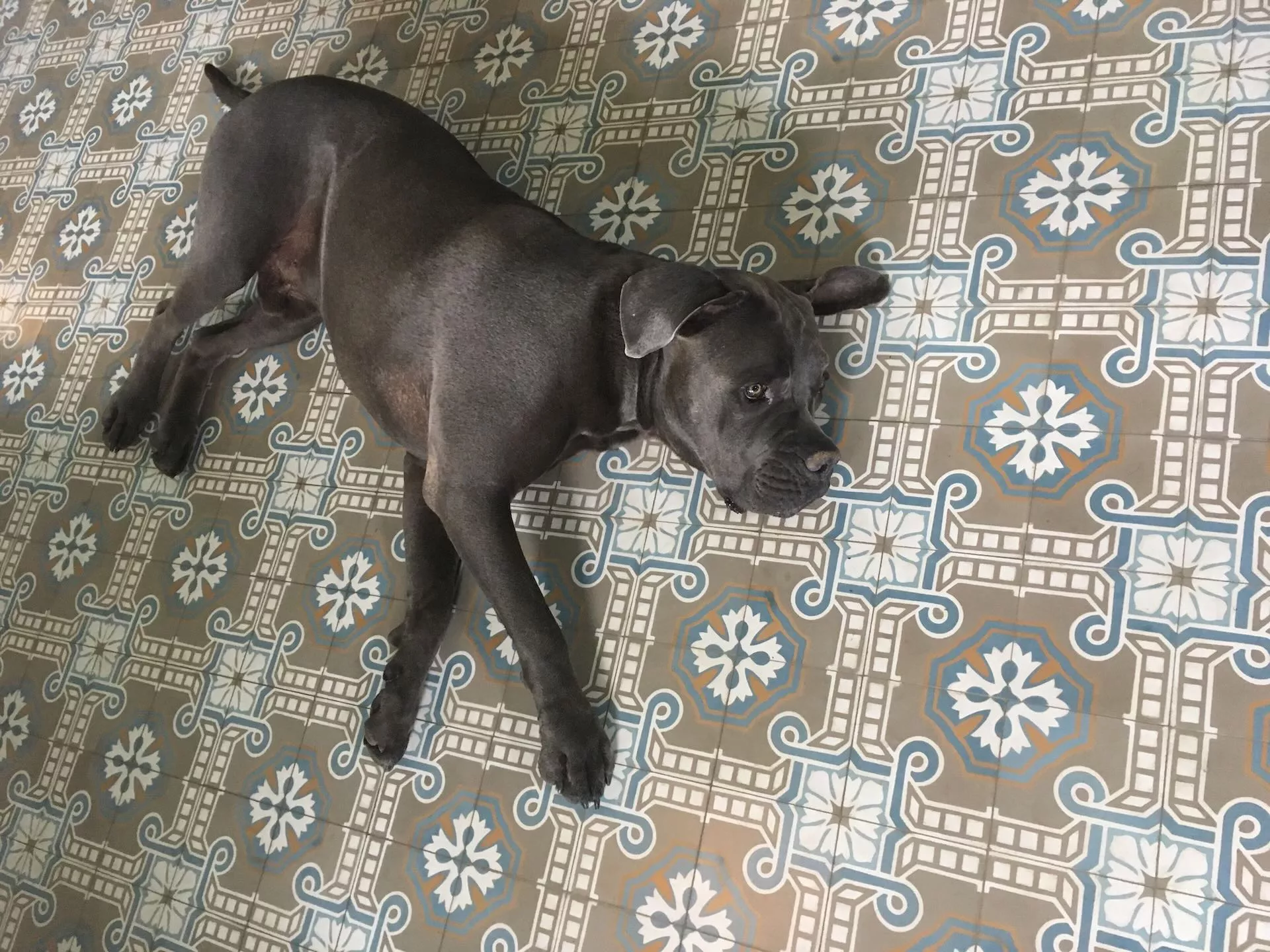 Zementfliese N° 51051/141