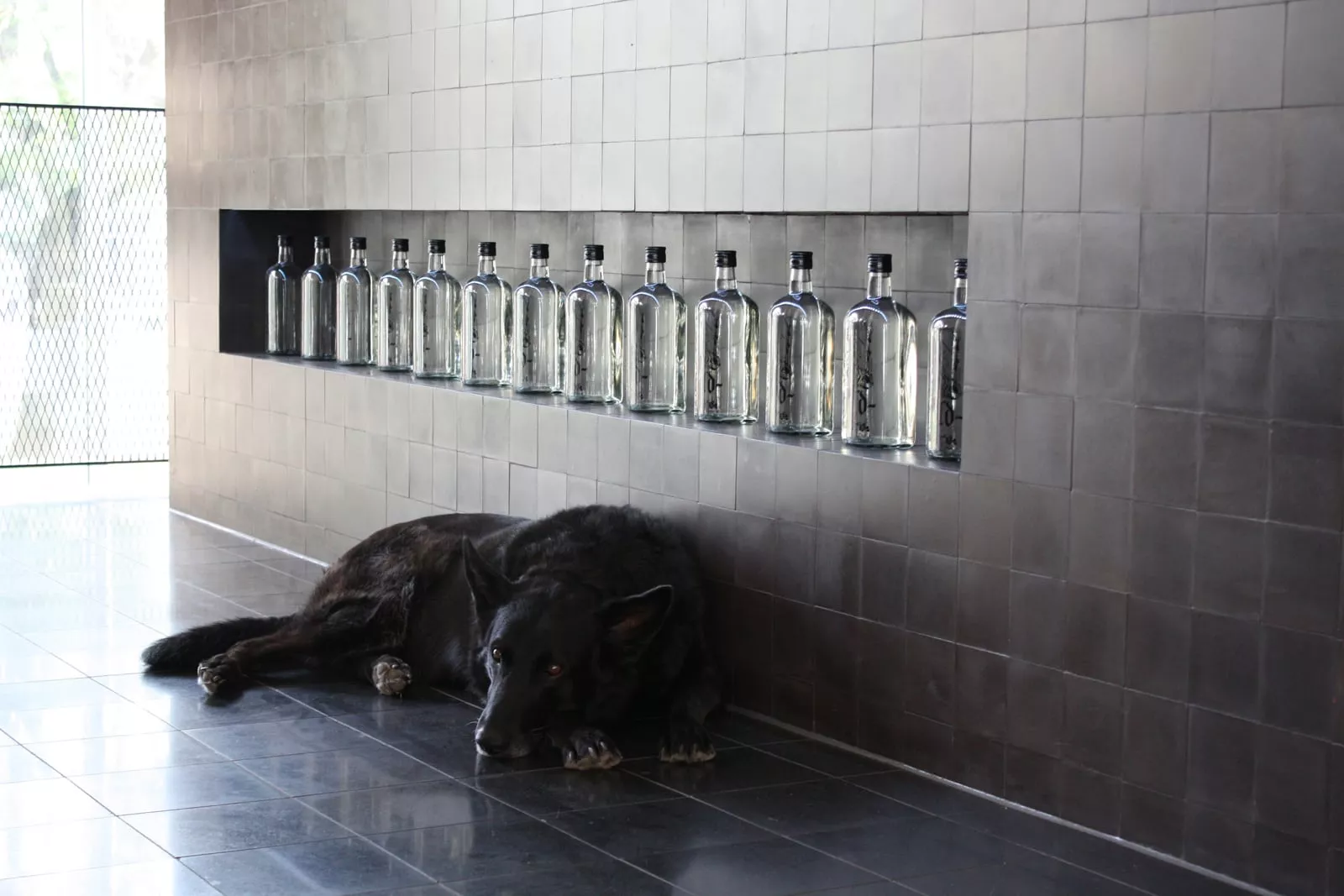 Zementfliesen mit Wand und schlafendem Hund